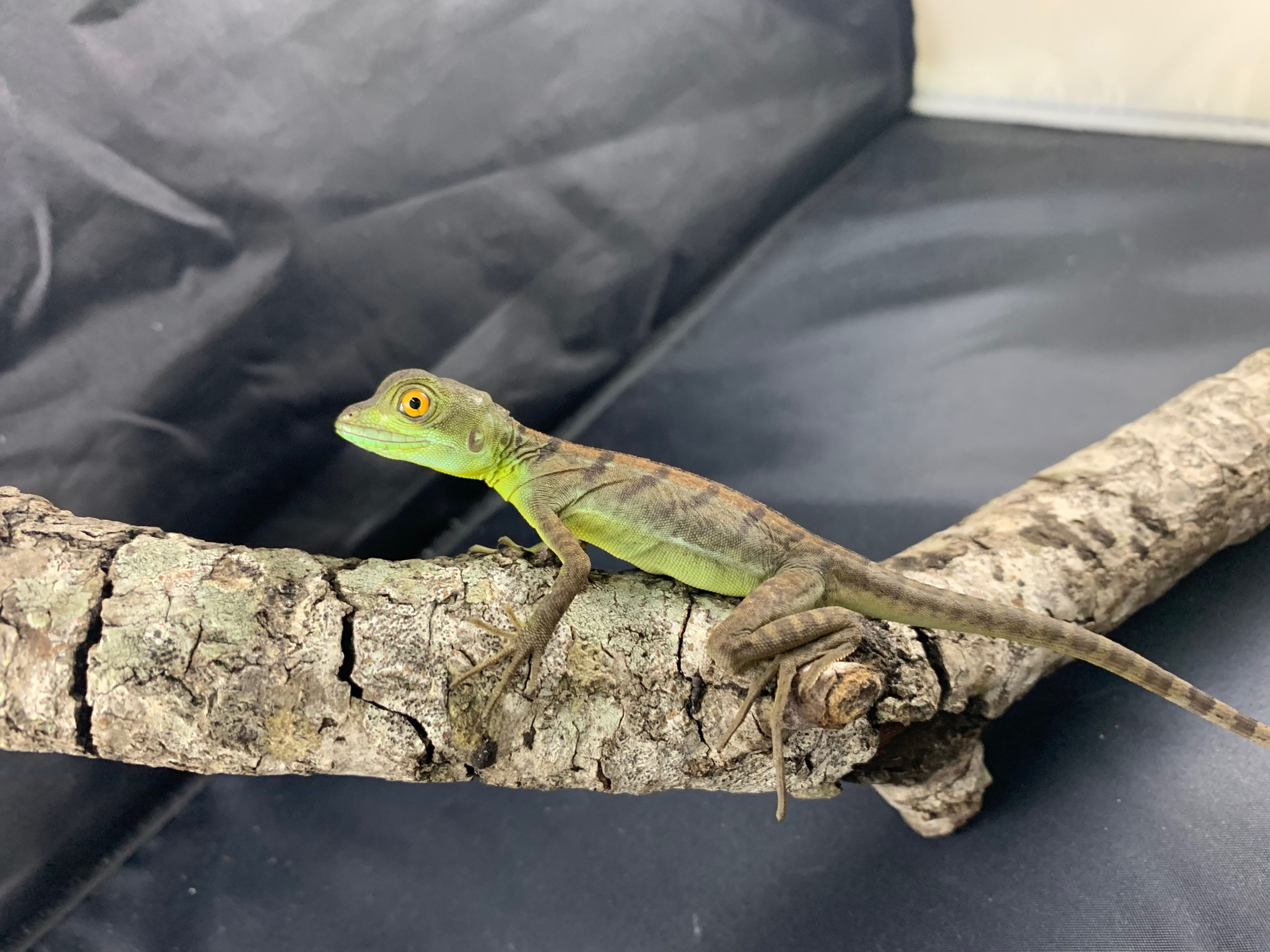 Green basilisk