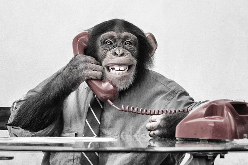 Monkeys Genetically Engineered with Human Brains!