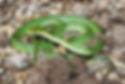  Rough green snake