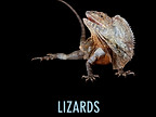 South Florida Reptile Store New Moon Reptiles Miami, FL United States.jpeg
