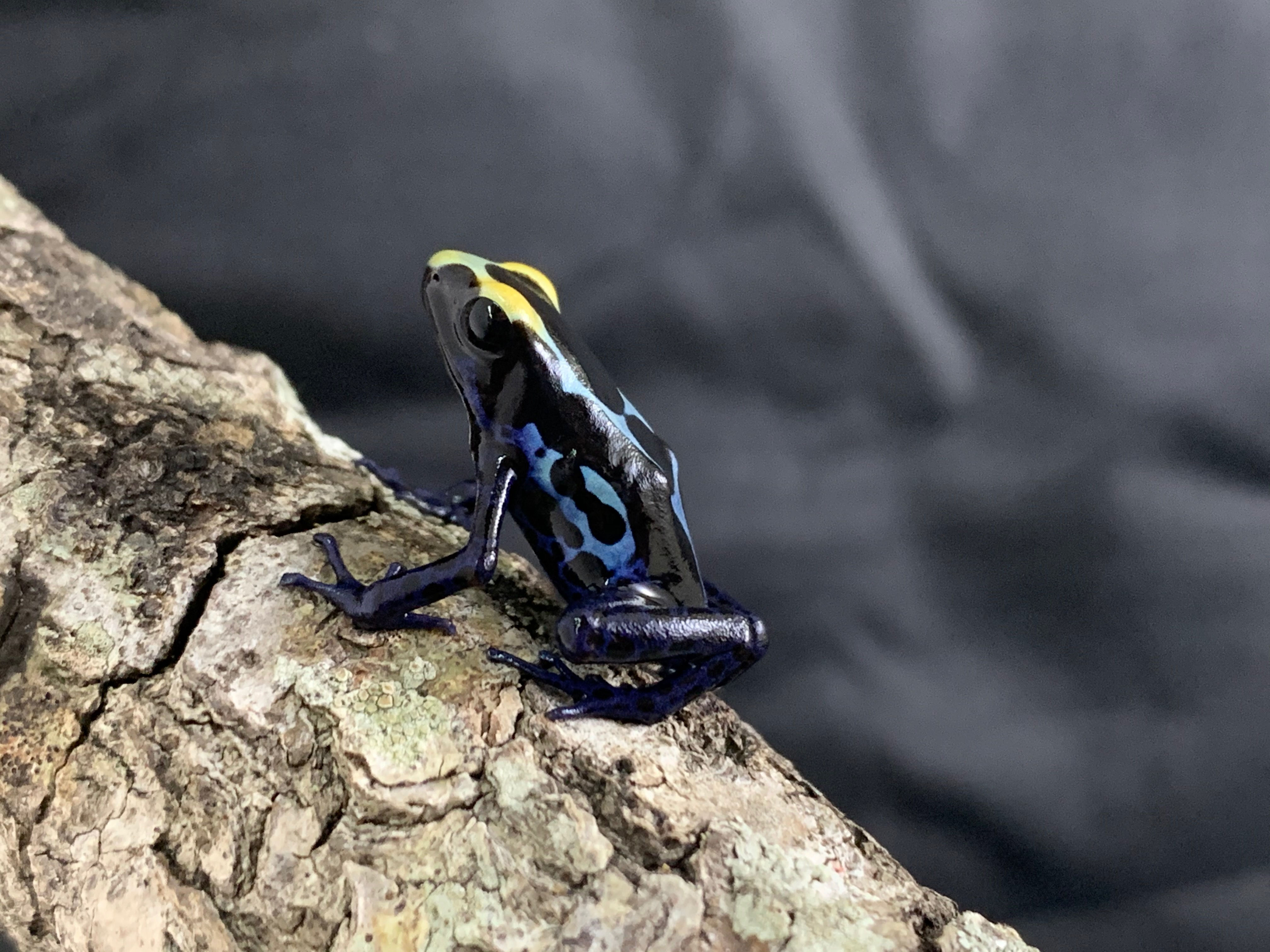 D. tinctorius (Alalapadu Cobalt) CB