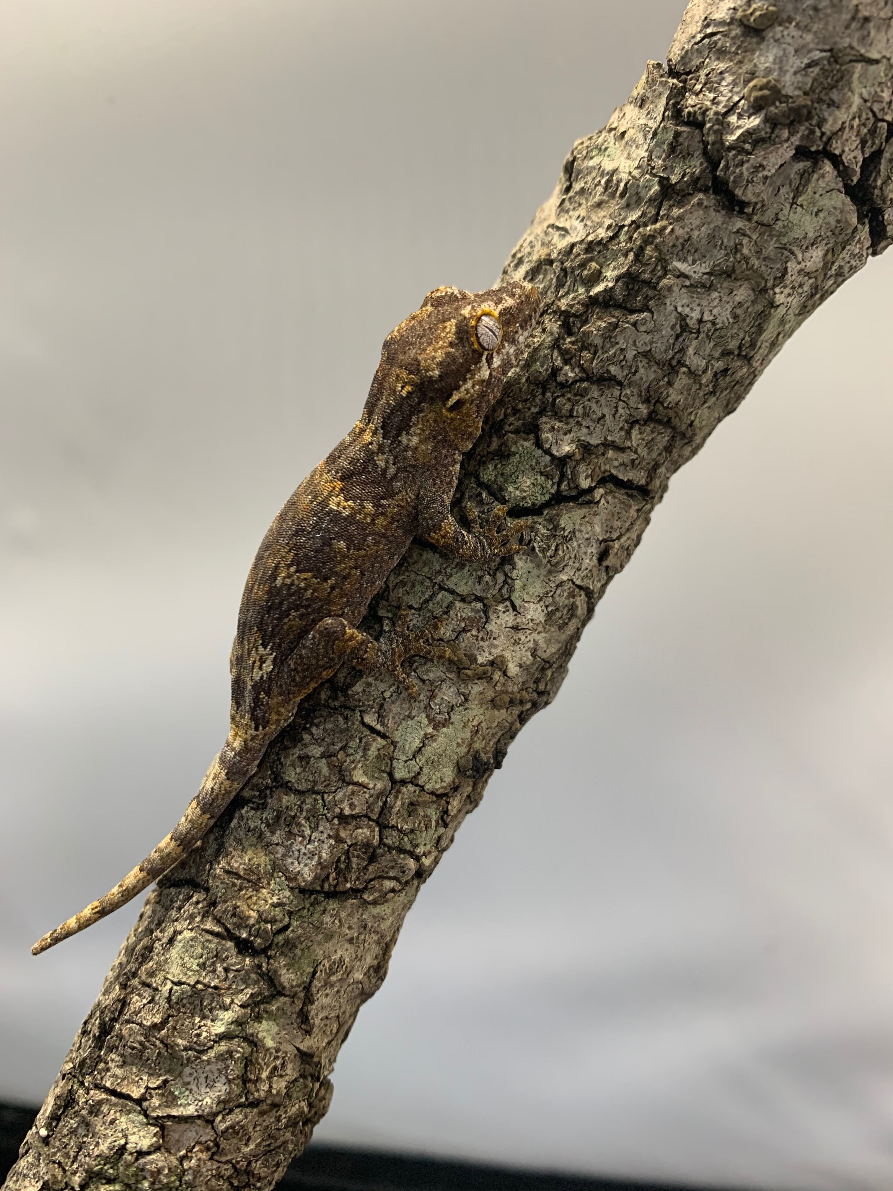 Gargoyale Gecko CB Baby