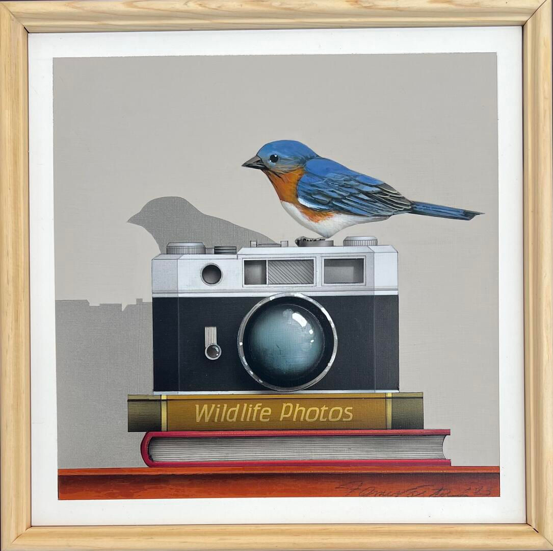 Wildlife Photos (Blue Bird)