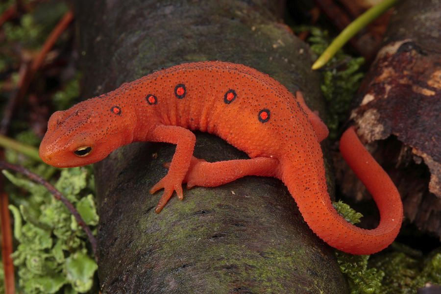 SOUTH FLORIDA NEWTS & SALAMANDERS New Moon Reptiles Miami, FL