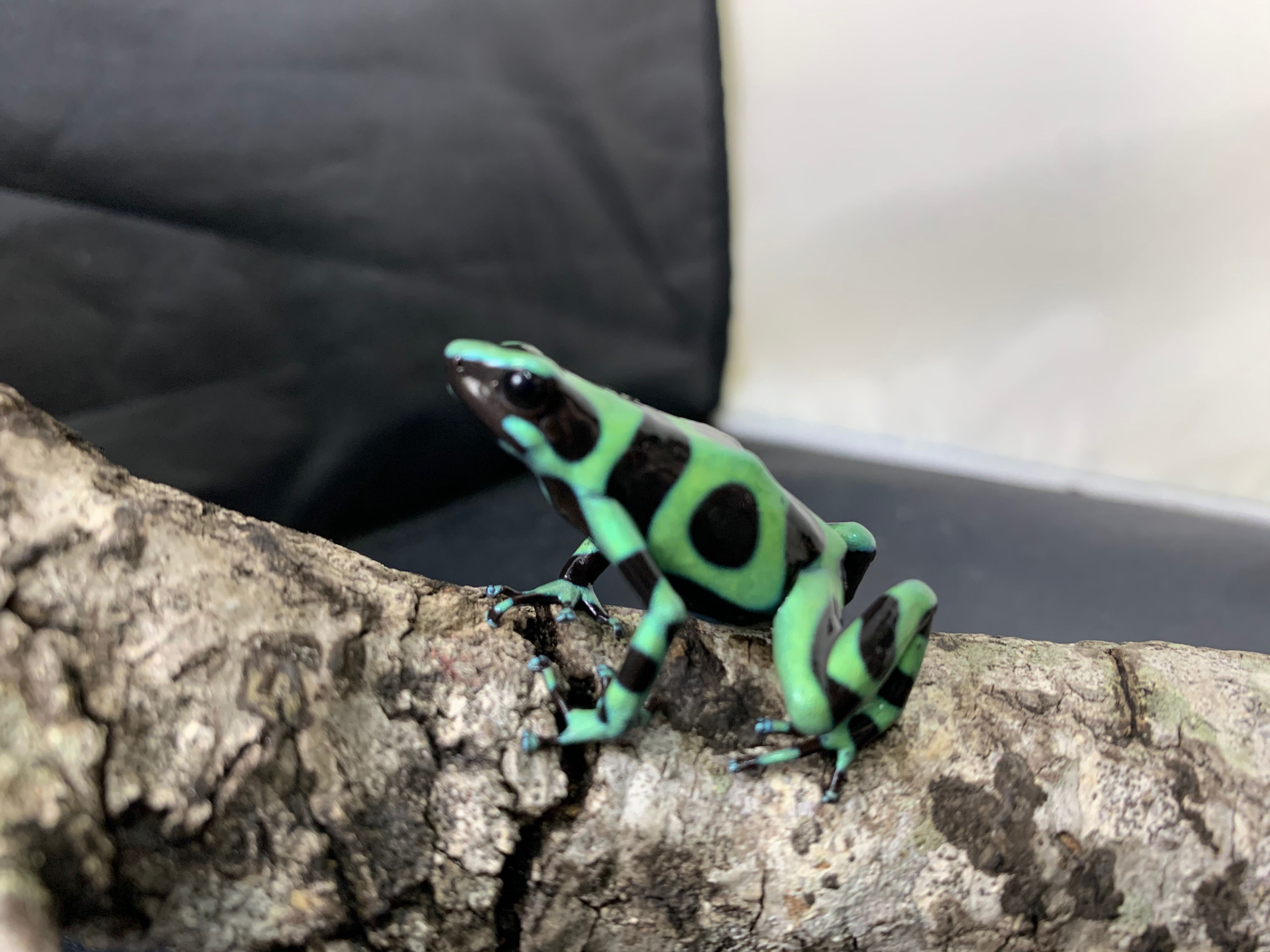 Green & Black Dart Frog adult