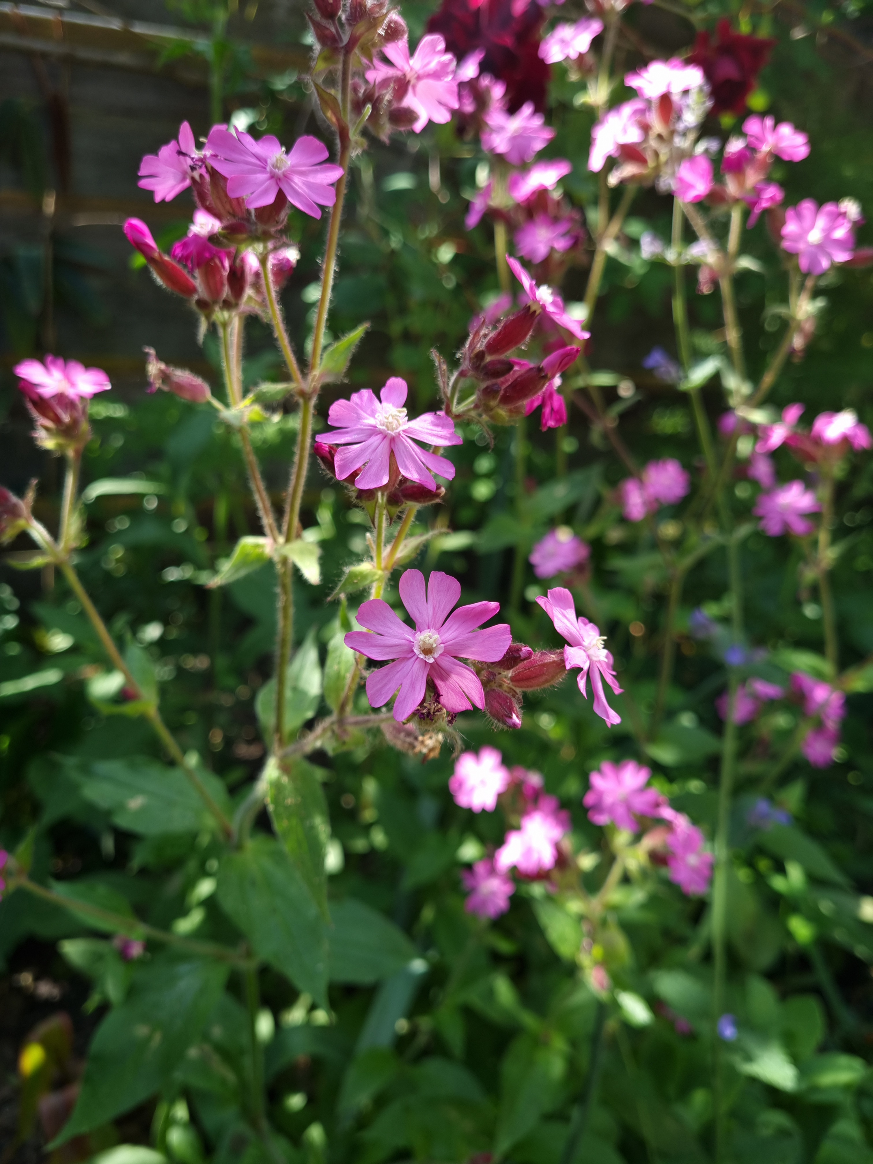 Dagkoekoeksbloem (Silene dioica)