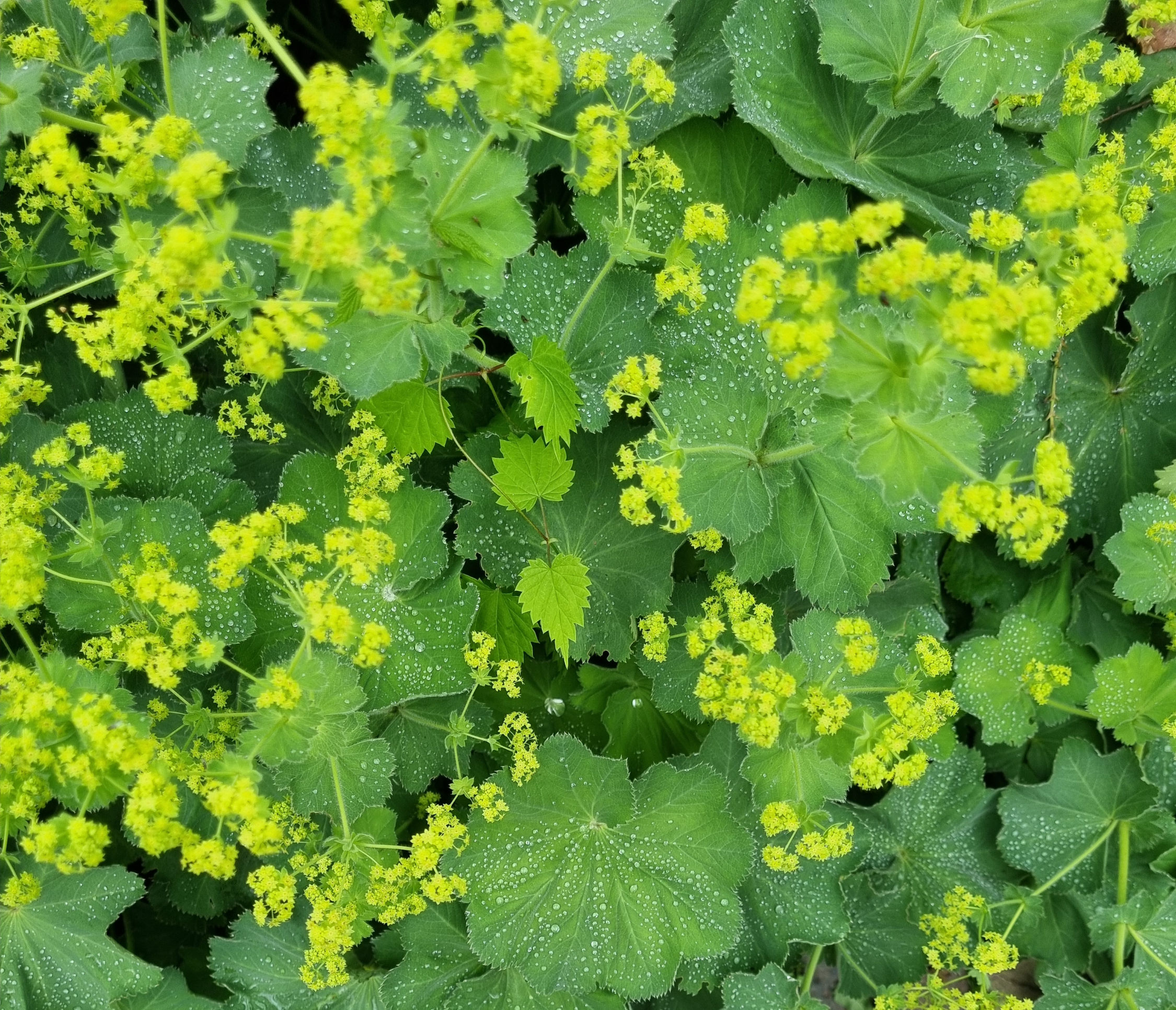 Vrouwenmantel (Alchemilla mollis)