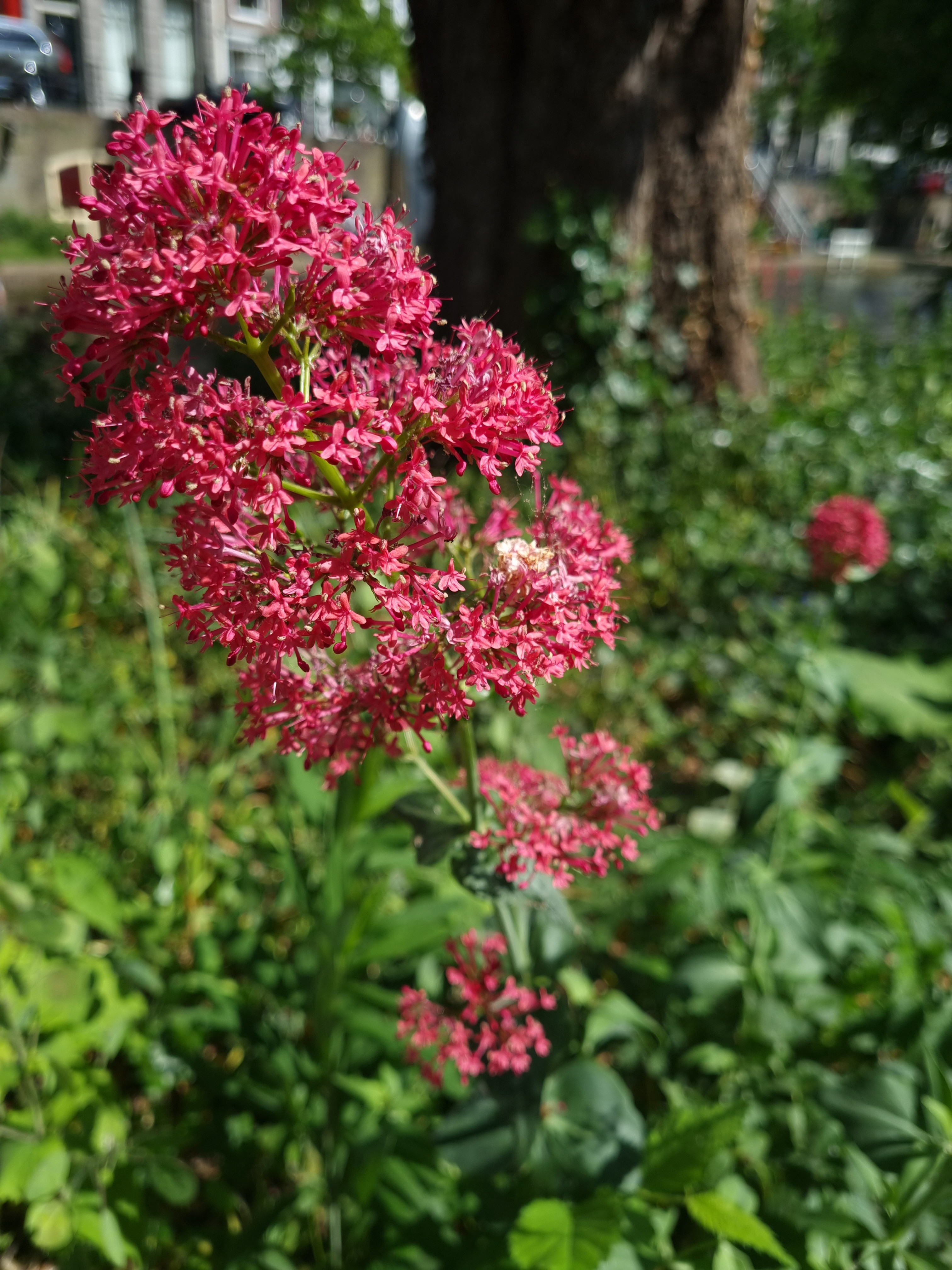 Spoorbloem (Centranthus ruber)