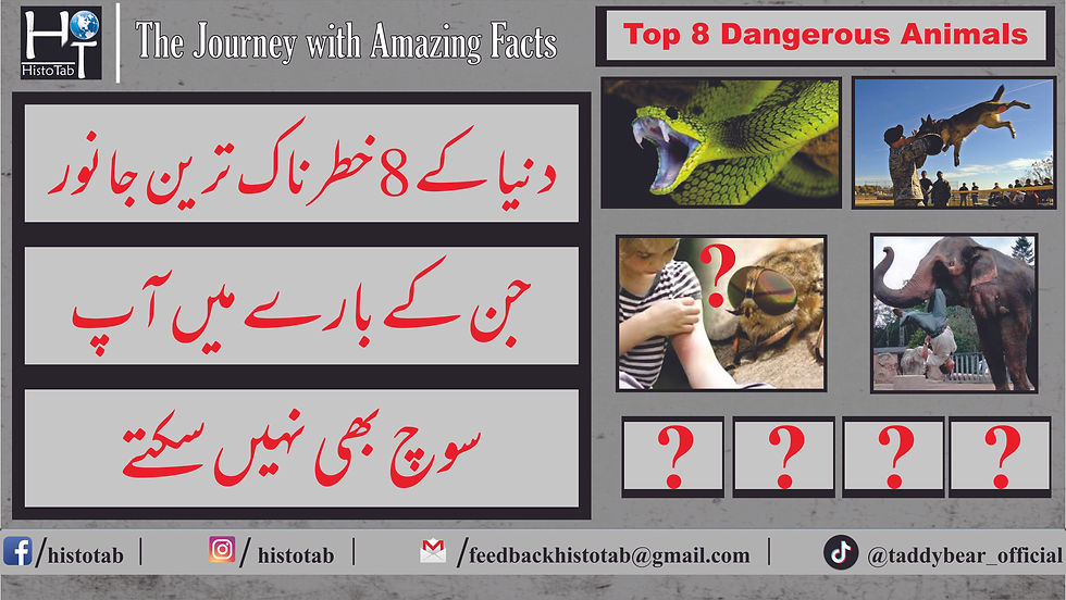 Top 8 Most Dangerous Animals In The World | Mysterious Animals | HistoTab