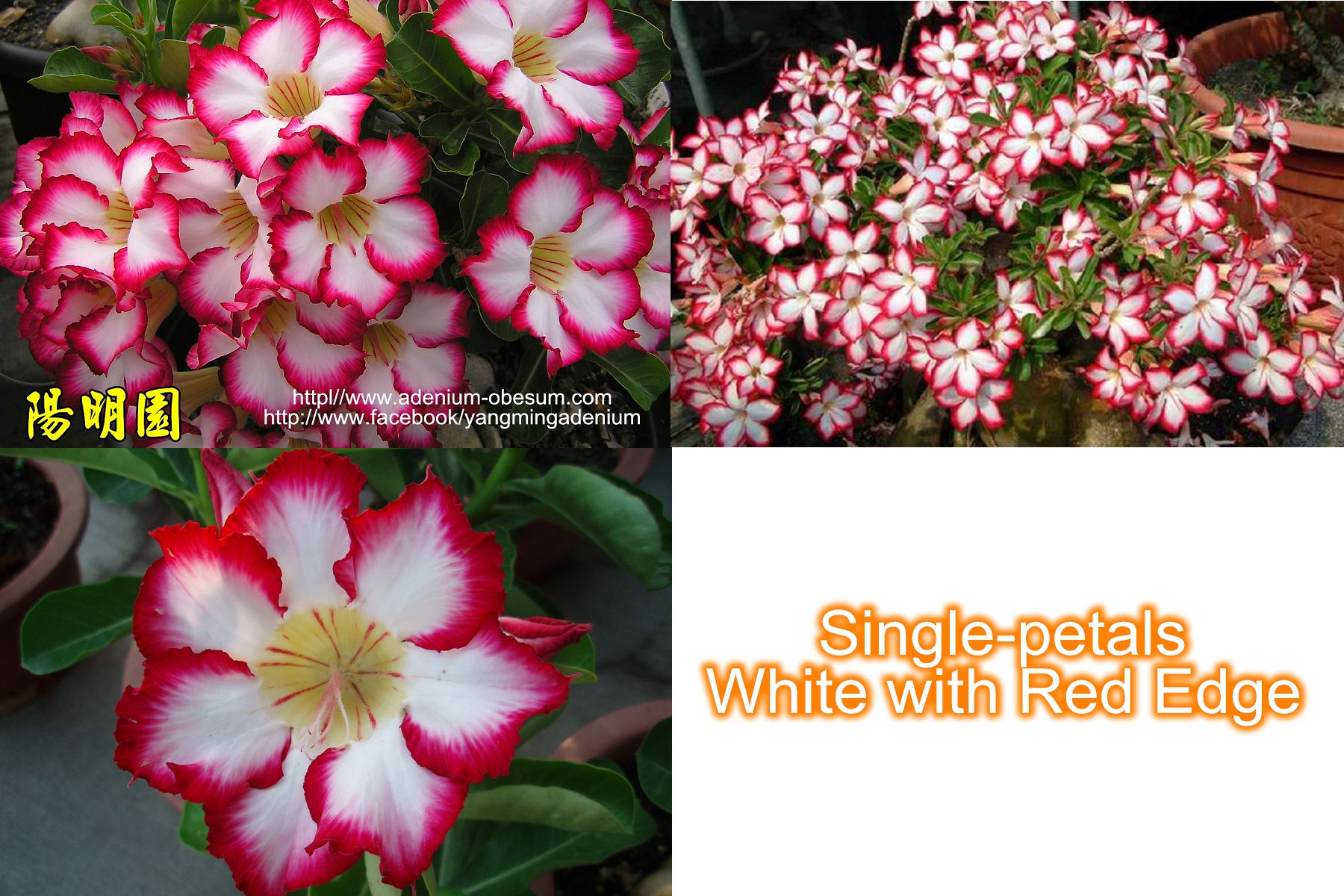 Single-petals White w/ Red Edge mixed (100 seeds)