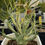 Thumbnail: Euphorbia etuberculosa