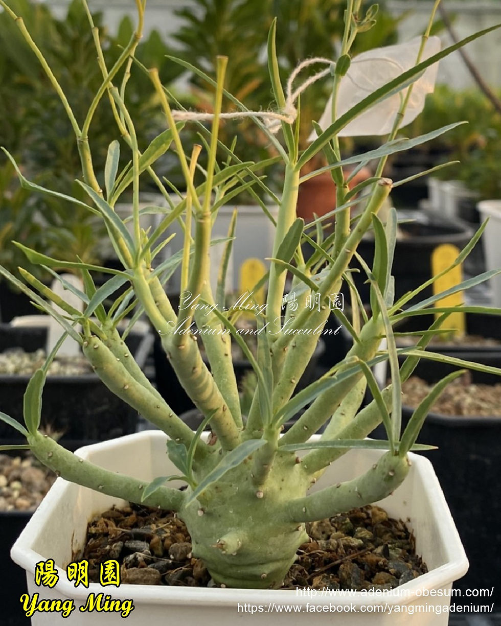 Thumbnail: Euphorbia etuberculosa