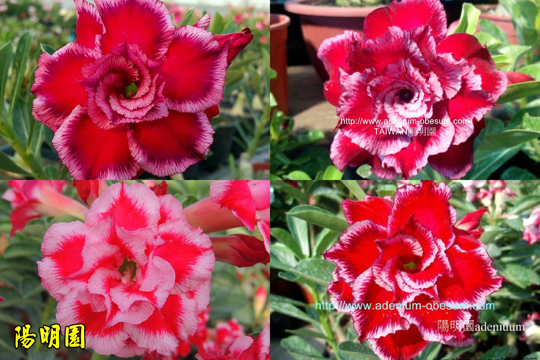 Multi-petals Miracle series mixed