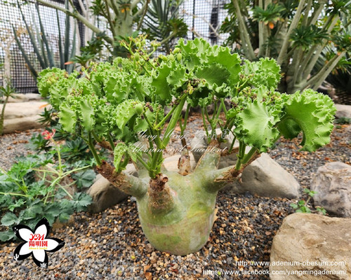 Cyphostemma uter var. macropus Seeds | yang-ming-adeniums