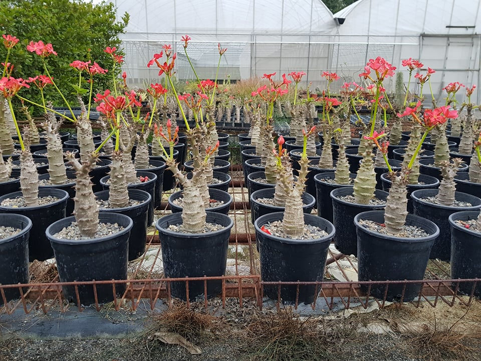 Pachypodium windsorii x baronii パキポディウム ウィンゾリーX Pachypodium windsorii x baronii パキポディウム ウィンゾリーX