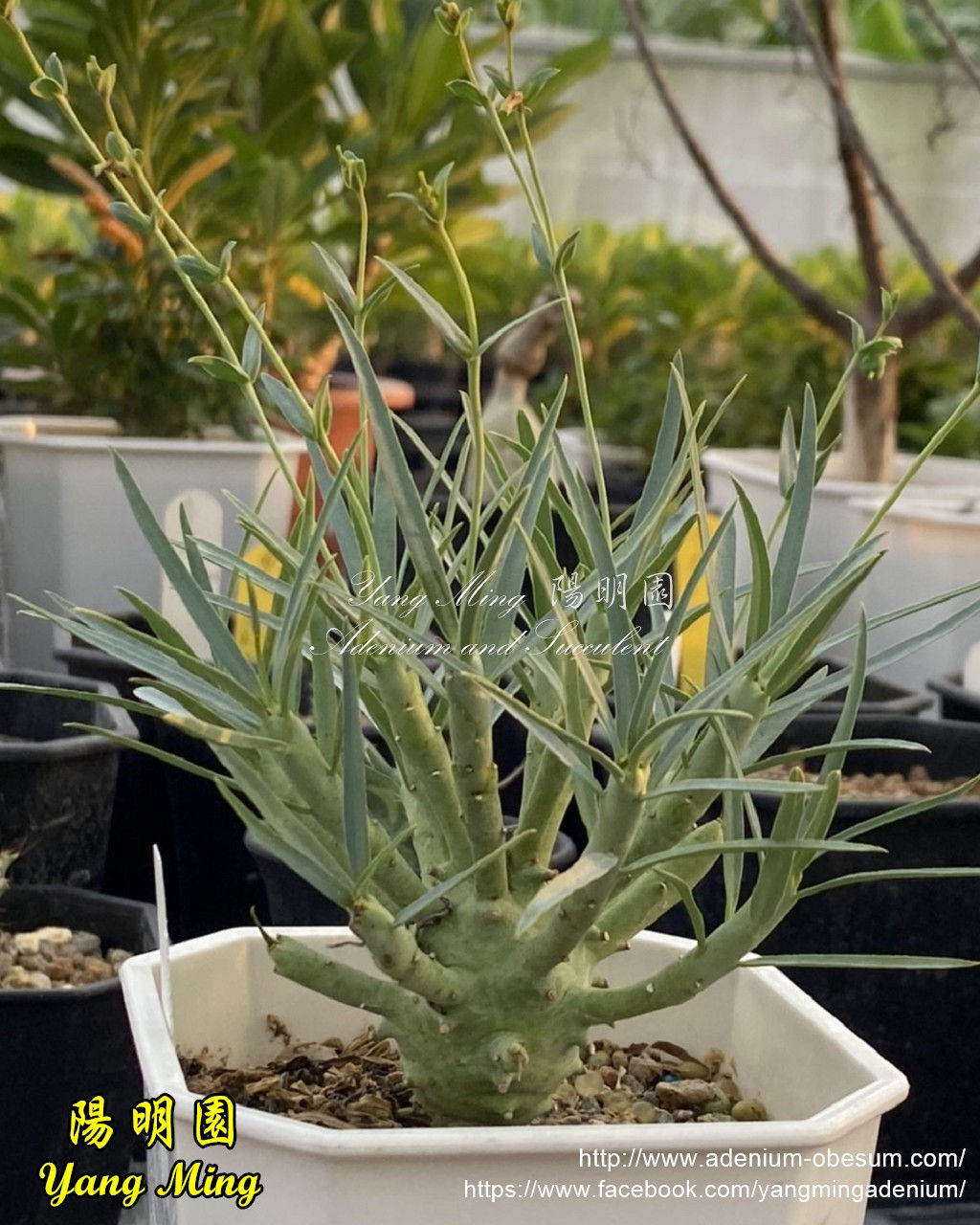 Euphorbia etuberculosa