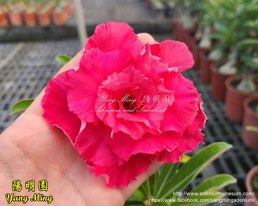 Thumbnail: Red Camellia