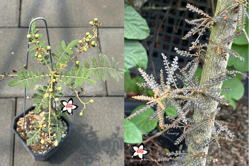Boswellia bullata x socotrana hyb. Seeds | yang-ming-adeniums