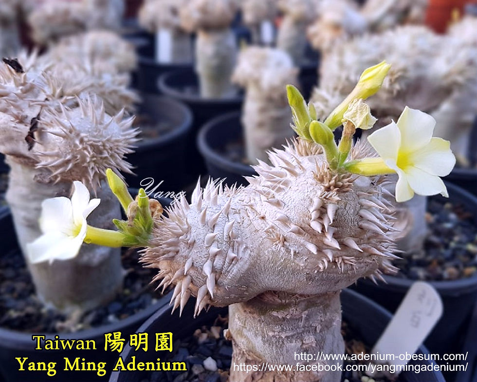 Thumbnail: Pachypodium leucoxanthum