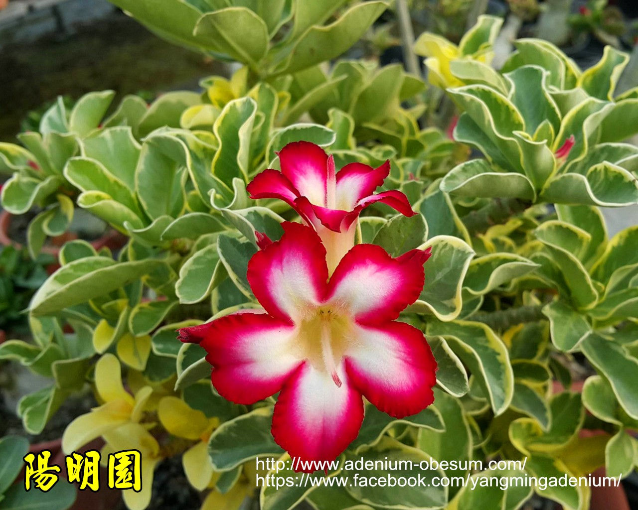 Mini Variegated Leaves