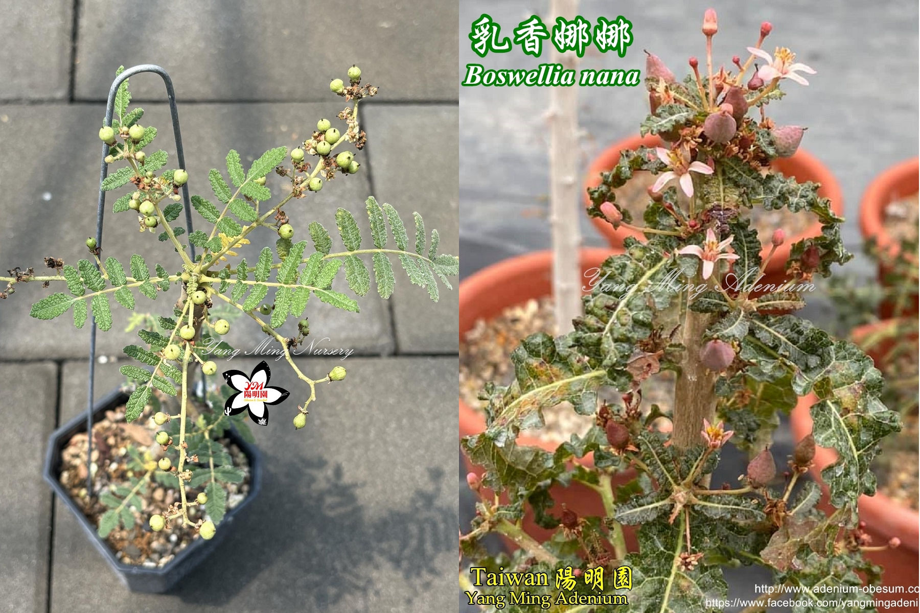 Boswellia bullata x nana Seeds