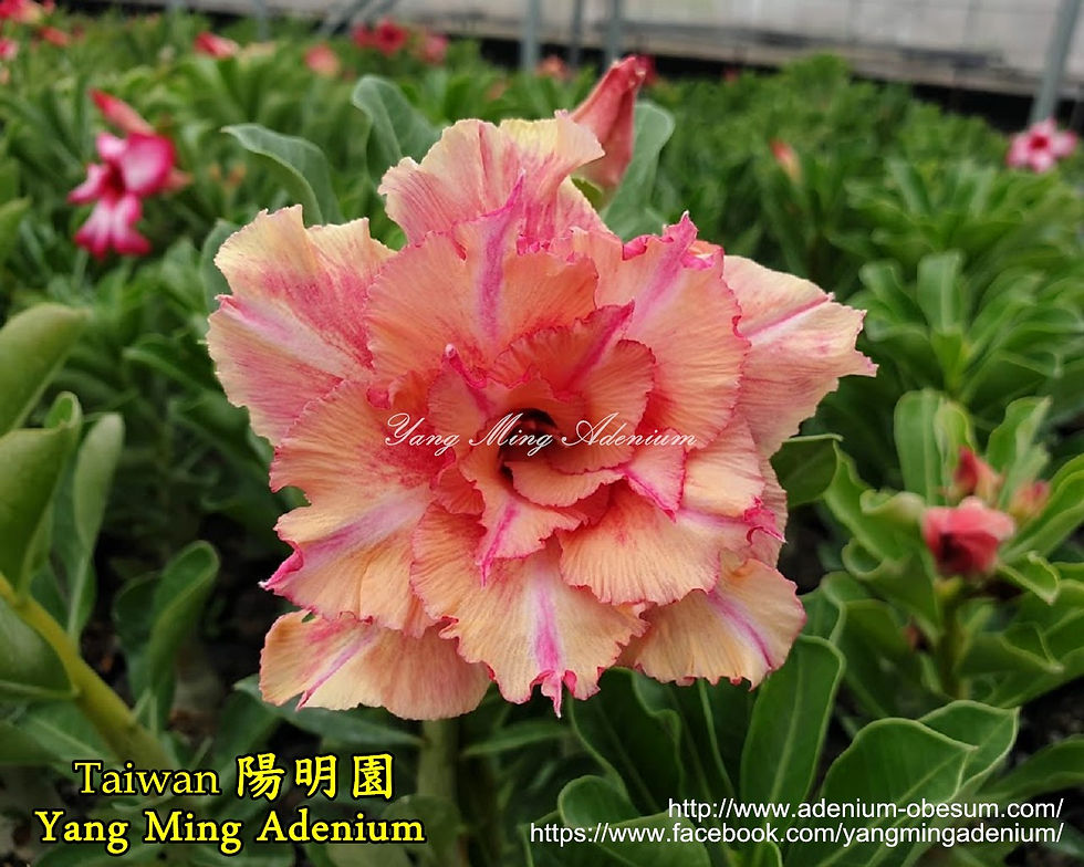 #S2083 seedling (3 inches)