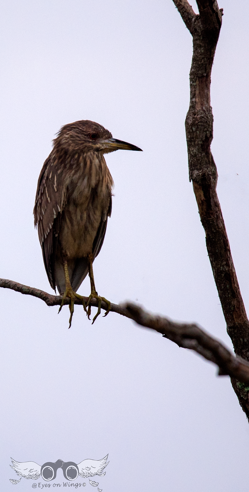 Juvenile Black-Crowned Night Heron