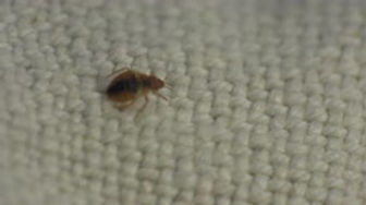 bed bug.jpeg