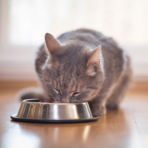 Our head vet can tell you why your cat might be eating less