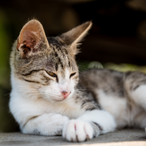 3 important summer disease checks for cats in Northamptonshire