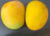 Alphonso  5_edited_edited.jpg
