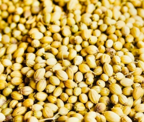 Coriander Seeds