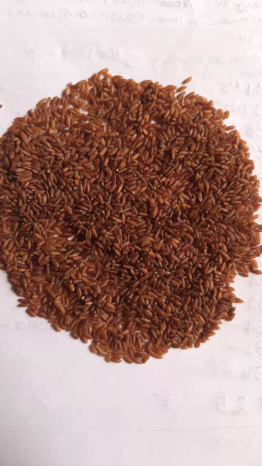 Raktha Shali Rice
