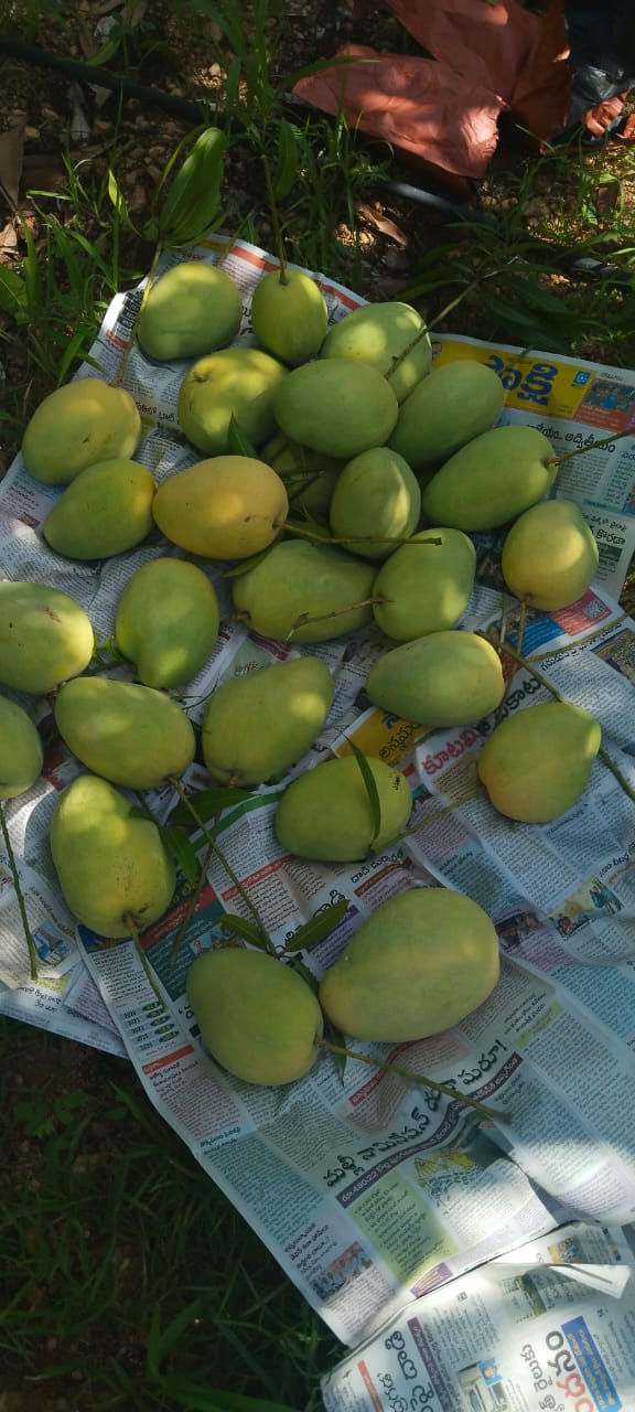 Bernisha Mangoes