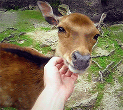 Biche animée
