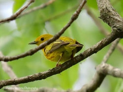Yellow bird.jpg