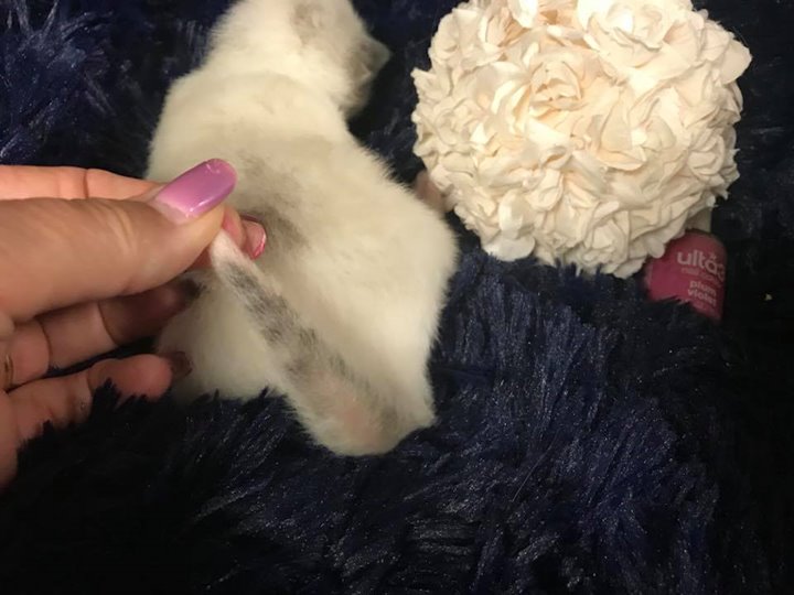 Plum Violet Polish’s tail