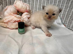 Blue mitted boy green 16124