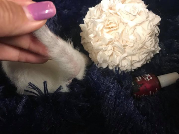 Ruby Shoes Polish’s tail