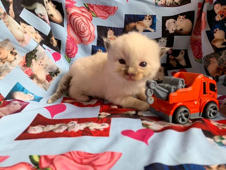 Seal mitted boy with a blaze