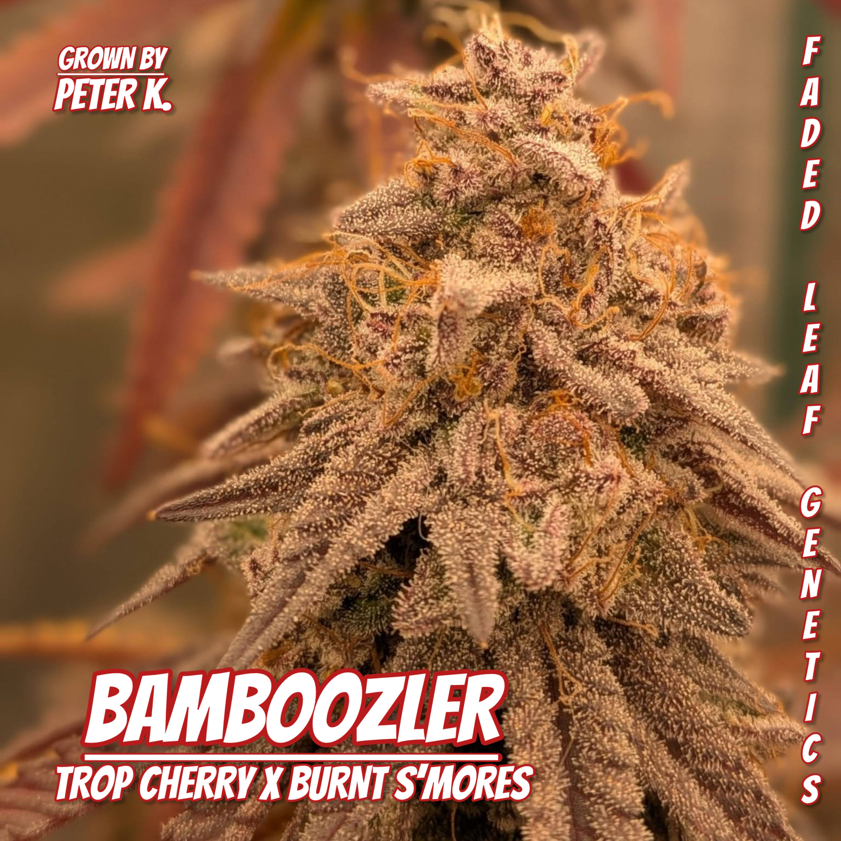 Bamboozler - Photoperiod (fem)