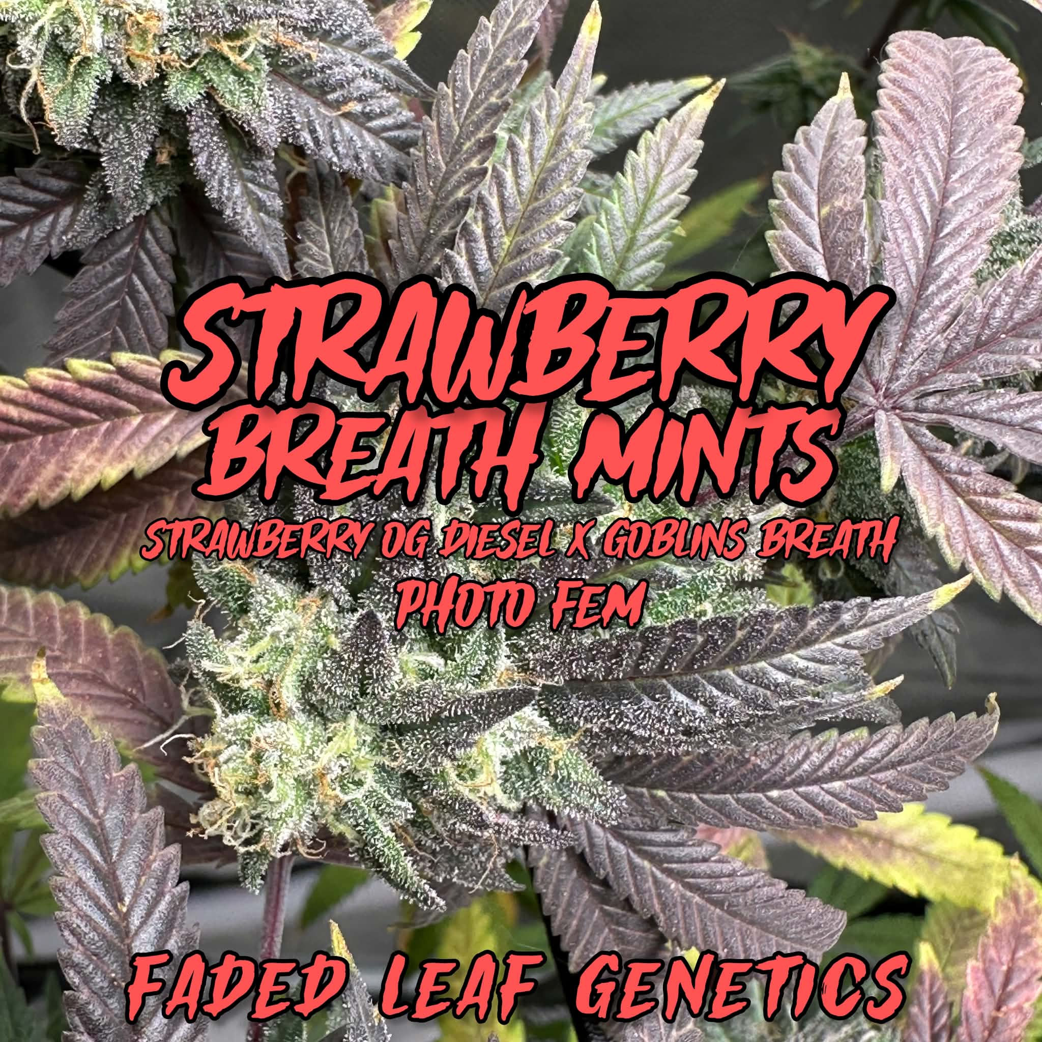 Strawberry Breath Mints - Photoperiod (regular)