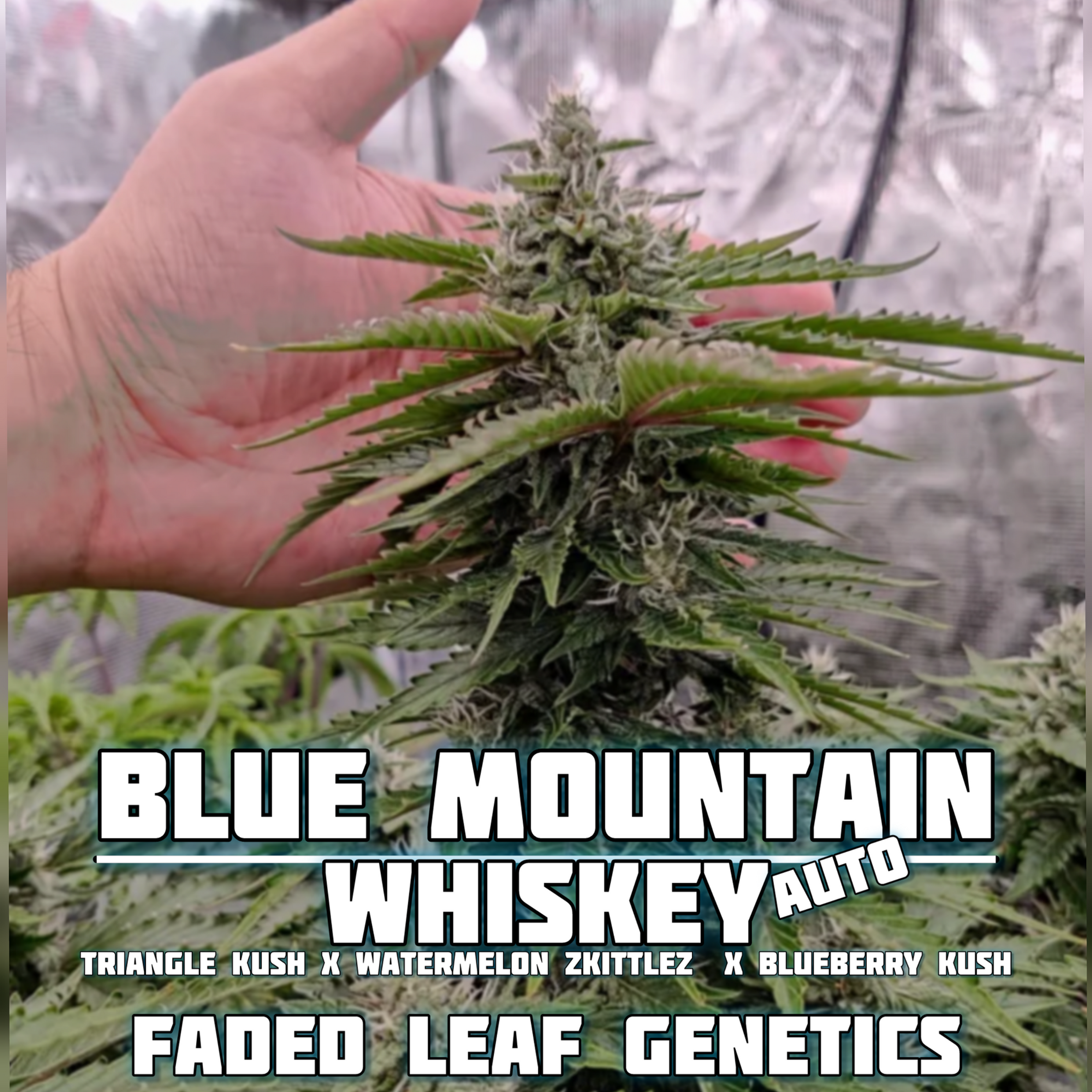Blue Mountain Whiskey Auto (fem)