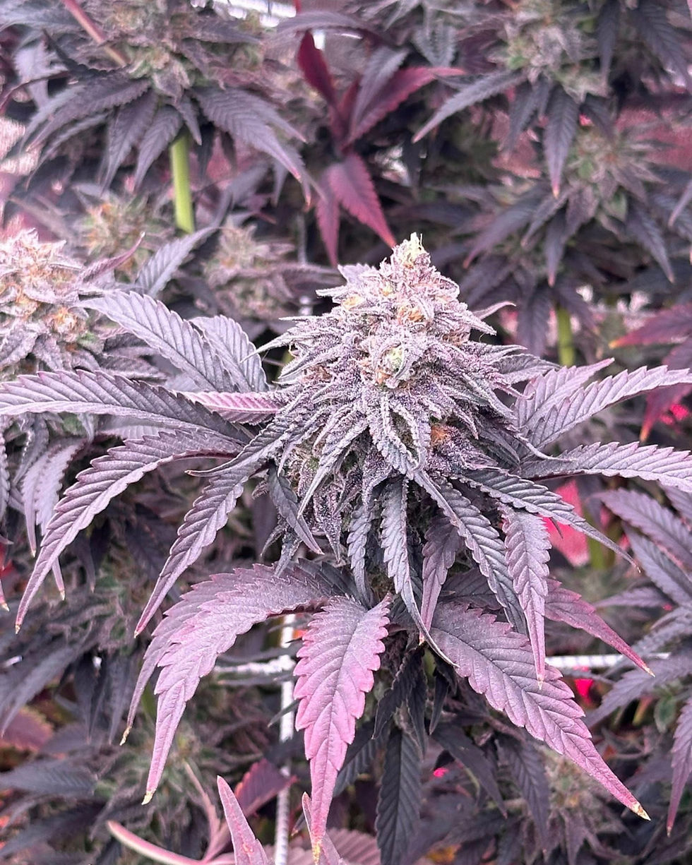 Thumbnail: Strawberry Gas Breath - Photoperiod (fem) 
