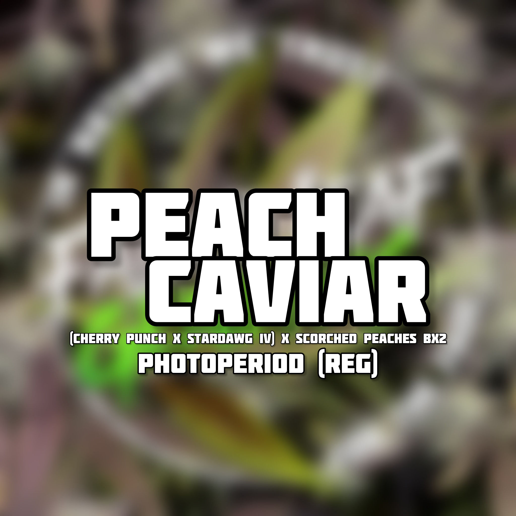 Peach Caviar - Photoperiod (regular)