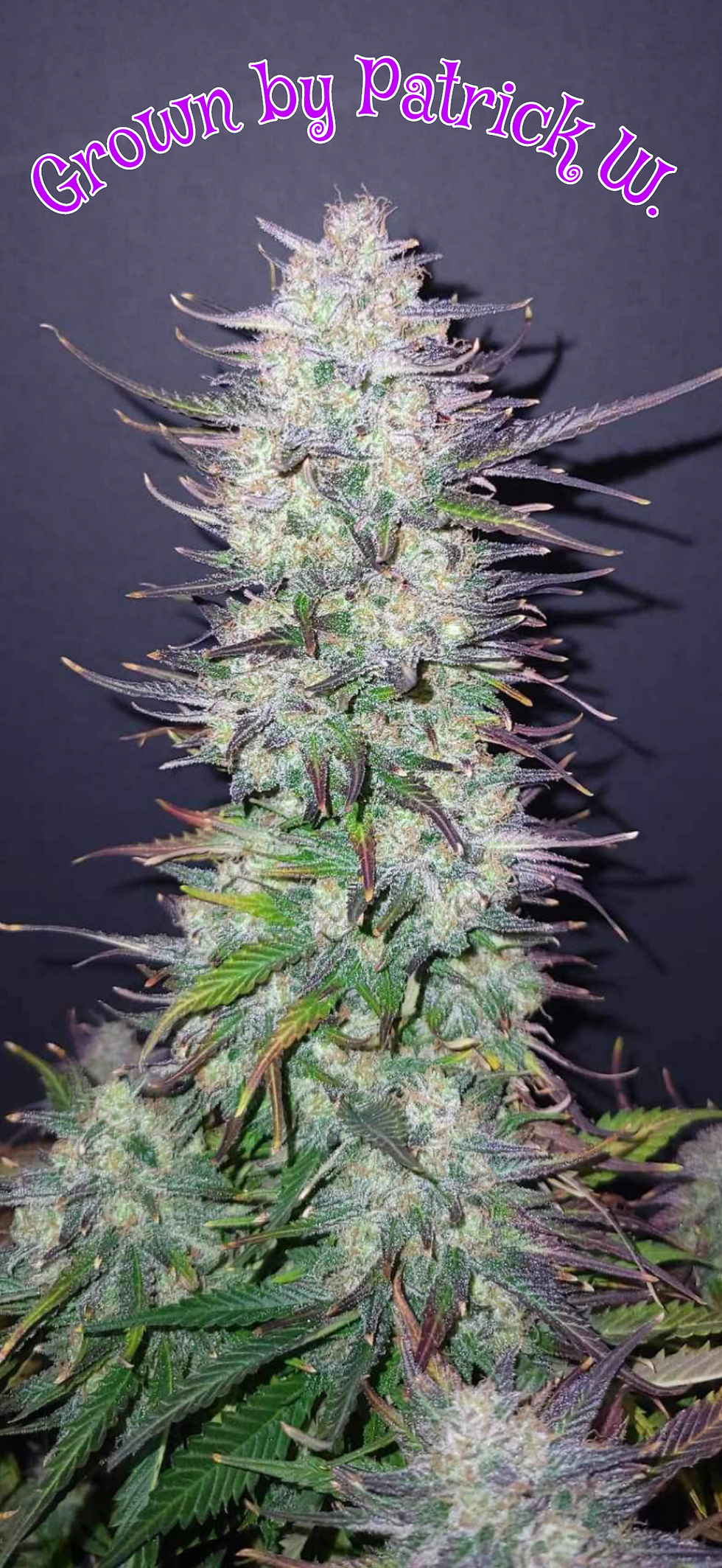 Thumbnail: PineApple KushBerry Auto (fem) 