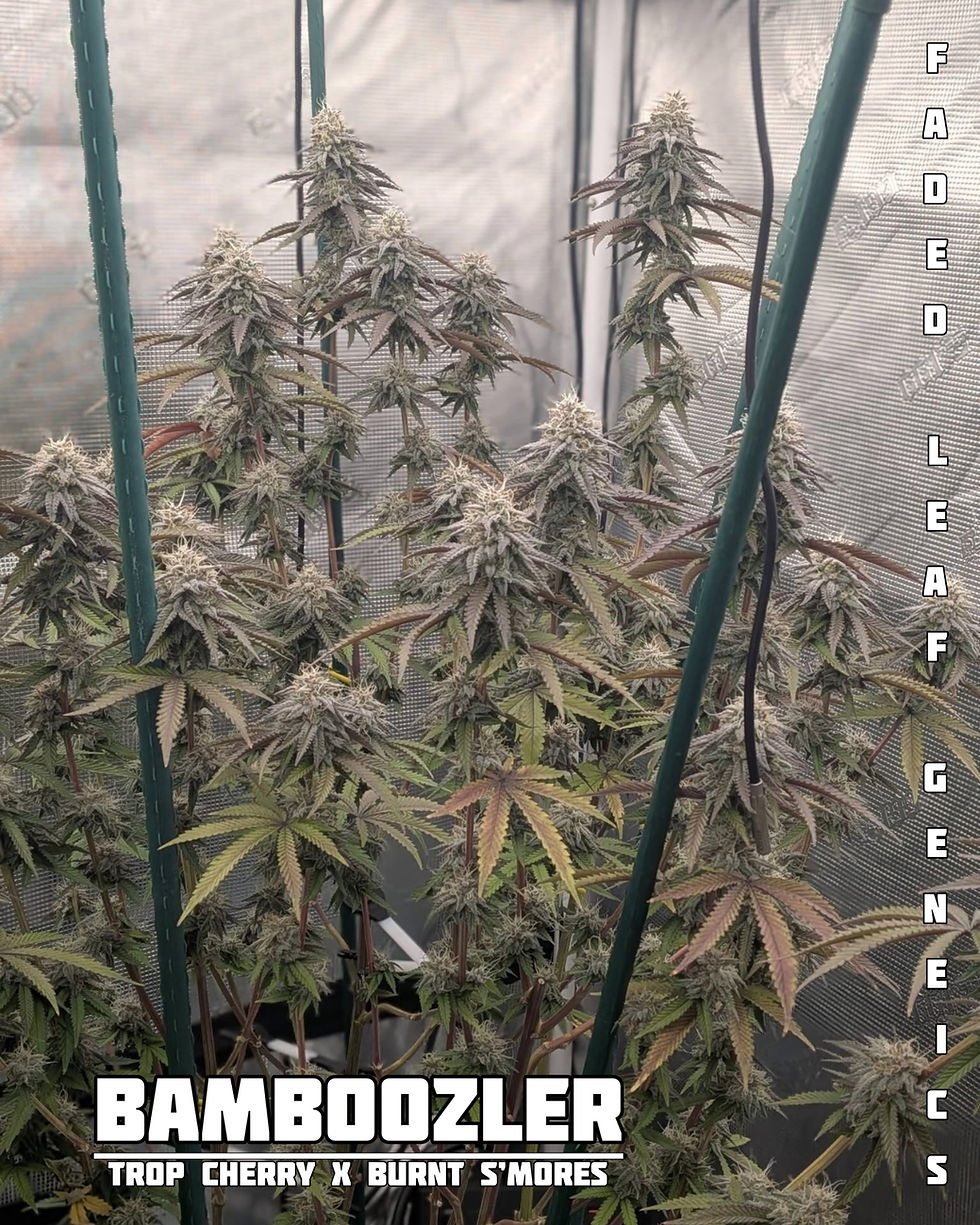 Thumbnail: Scorched Peaches - Photoperiod (regular)