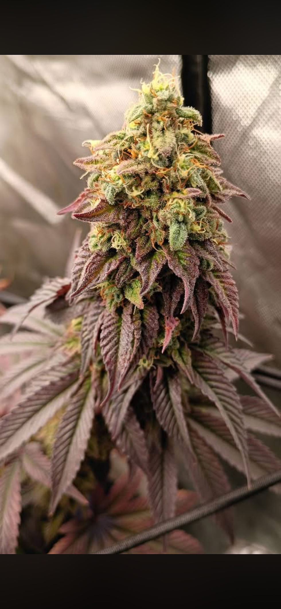 Thumbnail: Strawberry Jelly Breath - Photoperiod (fem)  