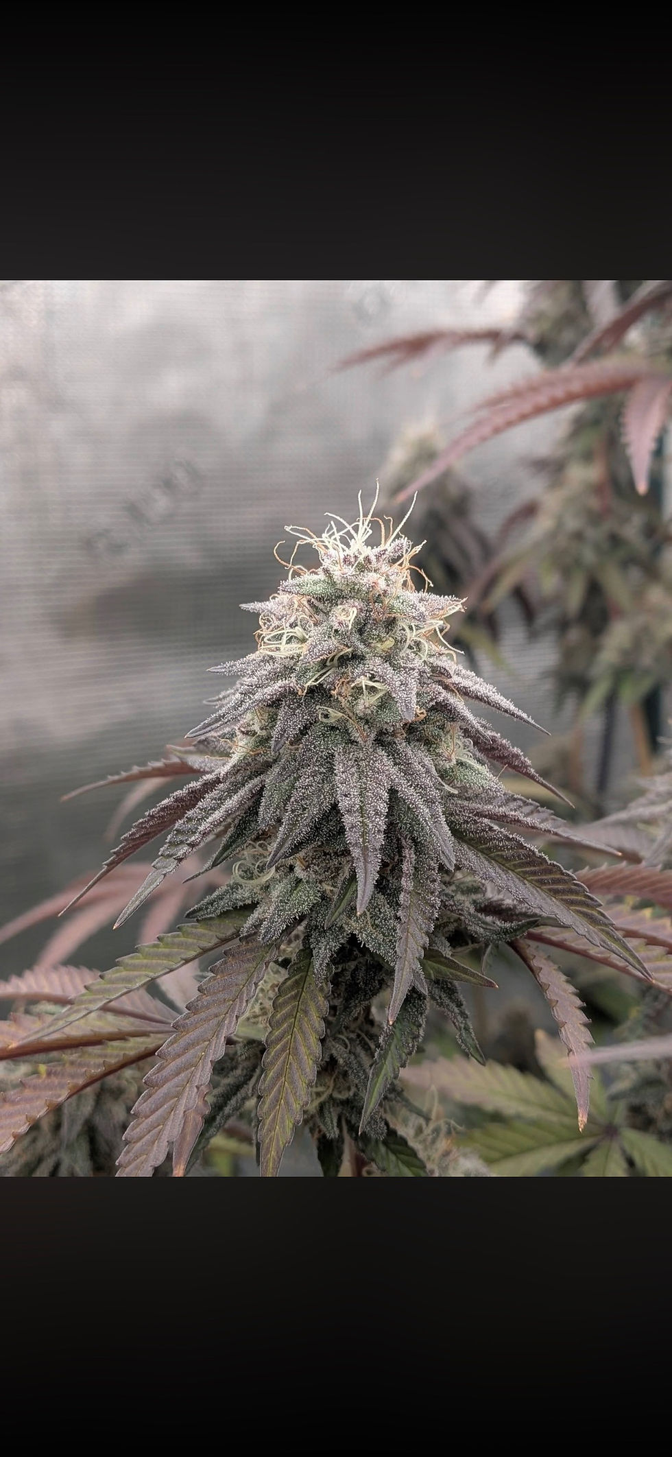 Thumbnail: Bamboozler - Photoperiod (fem)