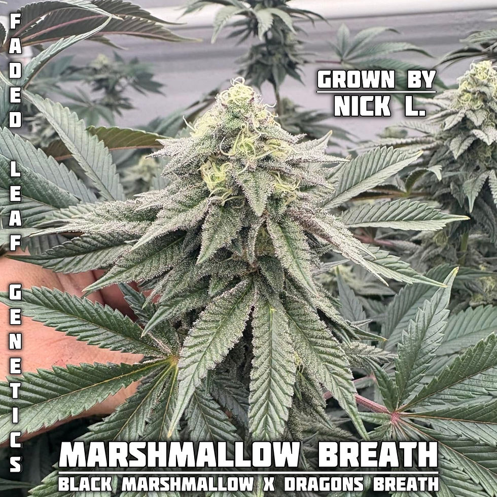 Thumbnail: Marshmallow Breath - Photoperiod (regular)
